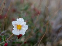 Embalse de Algeciras, Cistus : Algarve, Embalse de Algeciras, Europa, Portugal, Reisen, Spanje, europa